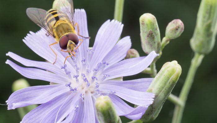 城市,博物,植物