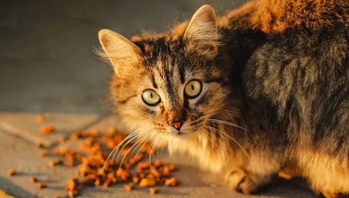 信元集團,毒貓糧