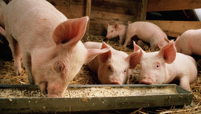 生豬養(yǎng)殖