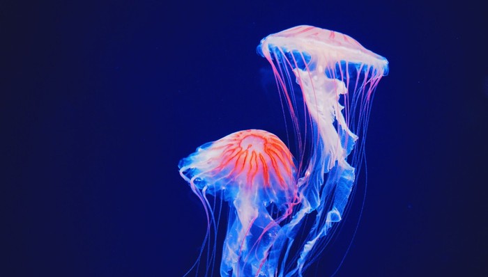 新书,外国文学,母职,女性团结,生育