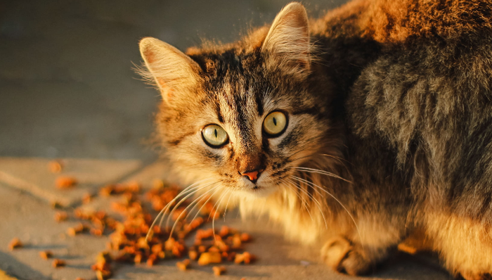 國產(chǎn)品牌,寵物食品,創(chuàng)業(yè),新消費(fèi)