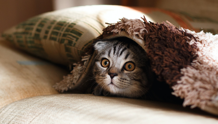 易寵科技,垂直電商