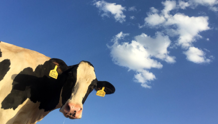 认养一头牛,乳制品,上市