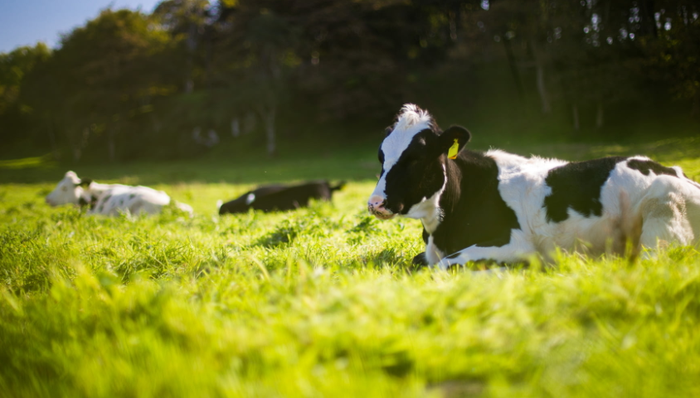 認(rèn)養(yǎng)一頭牛,網(wǎng)紅品牌,上市,流量,營銷