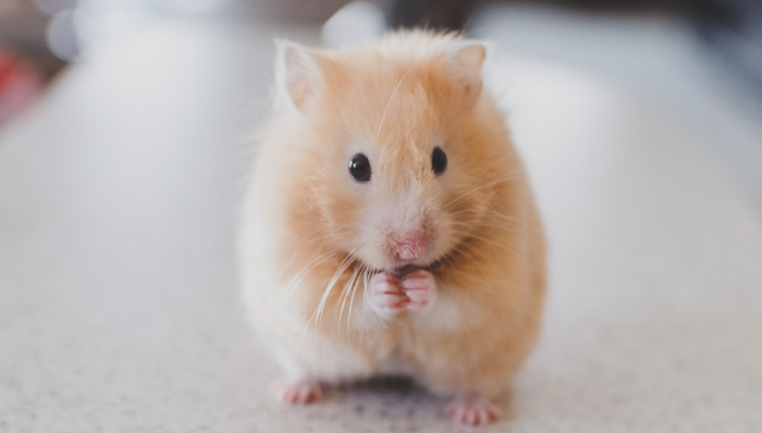 題材,SLG游戲,營(yíng)銷策略