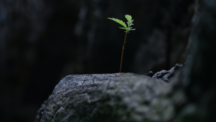 企業(yè)微信,辦公軟件,協(xié)同辦公,商業(yè)化,付費(fèi)