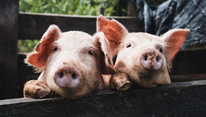 生豬養(yǎng)殖,正邦科技,負債率