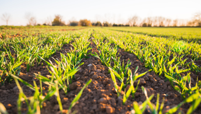 農(nóng)村經(jīng)濟(jì),VC,農(nóng)業(yè)