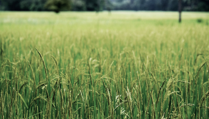 東方甄選,直播帶貨,助農(nóng)直播