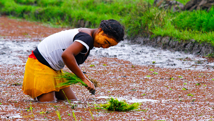 【深度】中国绿色超级稻走入非洲