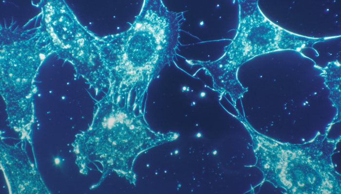 CAR-T,创新药,细胞疗法