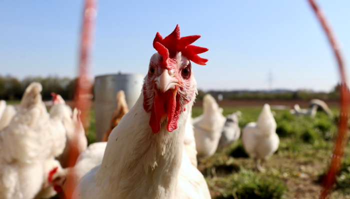 股權(quán)拍賣,鳳祥股份,養(yǎng)殖雞,