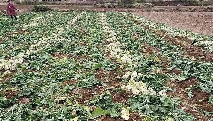 【深度】纾困河南万吨滞销蔬菜:来不了的大客户与断裂的供应链