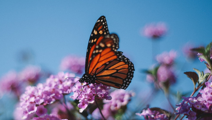 原材料,贛鋒鋰電,增資