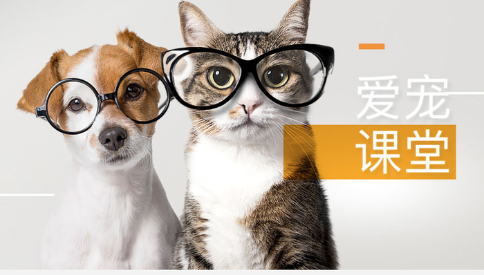 寵物經(jīng)濟(jì),資本市場,佩蒂股份業(yè)績,股價