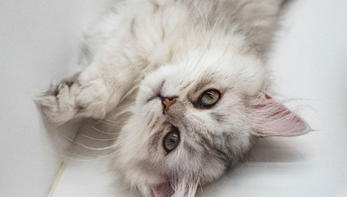 寵物醫(yī)療,新瑞鵬,融資,