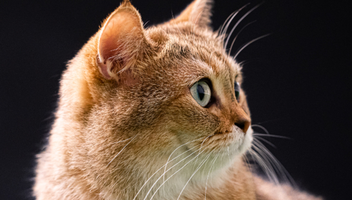 新瑞鵬,寵物醫(yī)療,創(chuàng)業(yè),IPO,