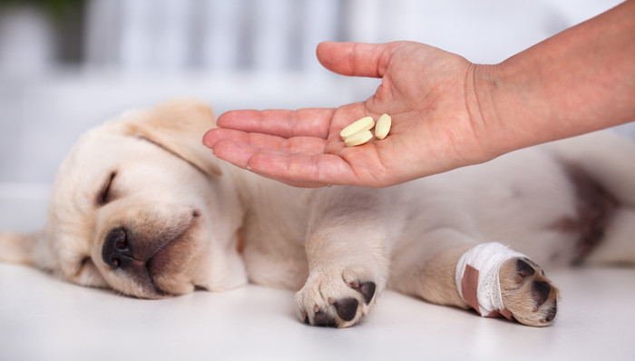 寵物,獸藥,醫(yī)美,溢價