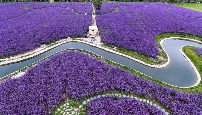 上海,青浦,文旅,環(huán)意賽
