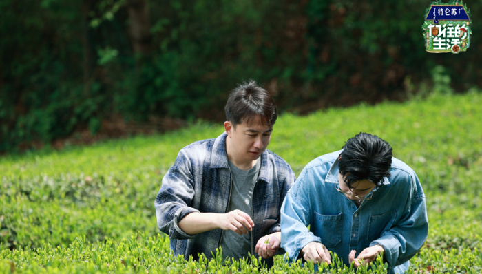 招商,综艺,内容创作,广告投放,