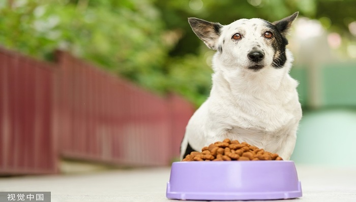调研早知道 | 宠物赛道也不行了?这家公司海外出口业务改善,内销业务目标增长30%