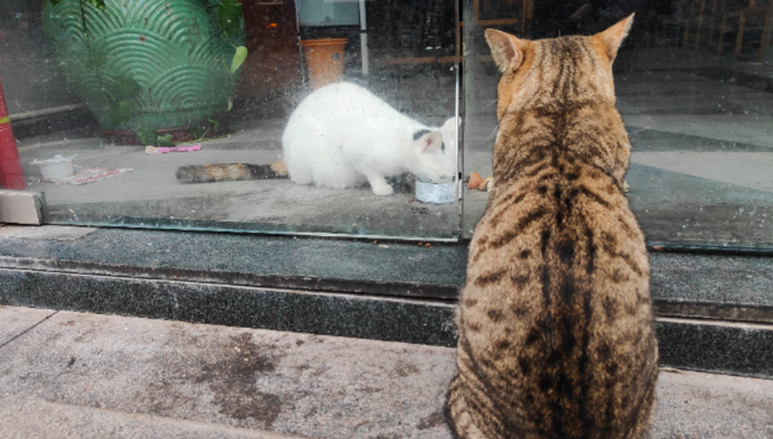 寵物用品,寵物醫(yī)療,萌獸醫(yī)館,