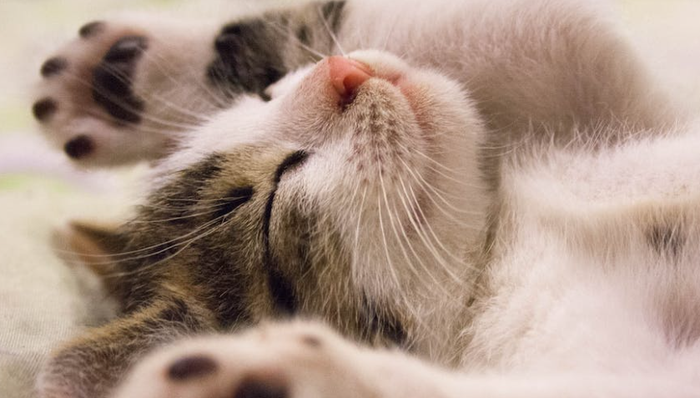 锦恒宠物,实控人,股权结构,