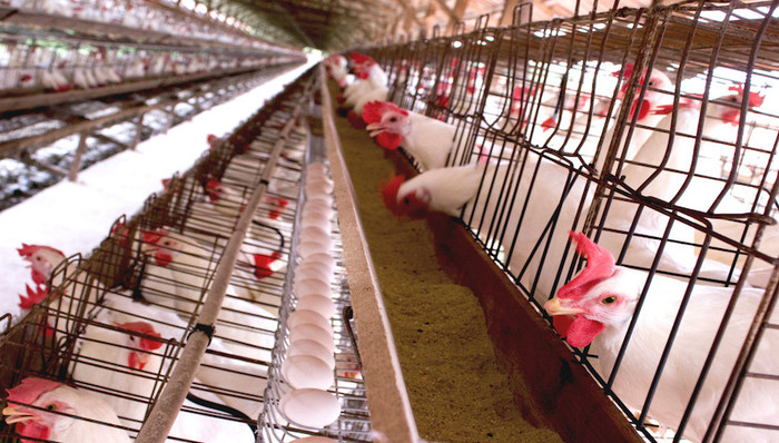 【特写】艰难度过10万年来地球上最热的一个七月,气温极值“烤验”养殖业