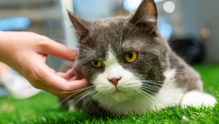 乖寶寵物,寵物食品,麥富迪,創(chuàng)業(yè)板,