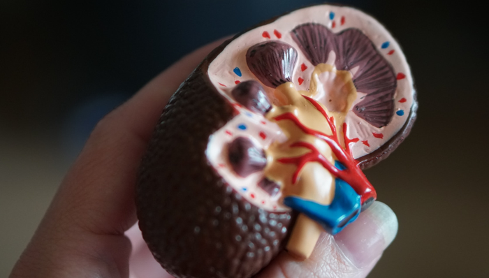 腎臟健康,融資,透析治療,