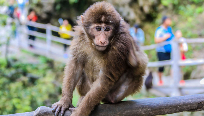 峨眉山景區(qū)；猴子；旅游