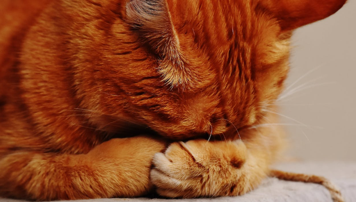 寵物醫(yī)藥,市場(chǎng)規(guī)模,創(chuàng)新藥,