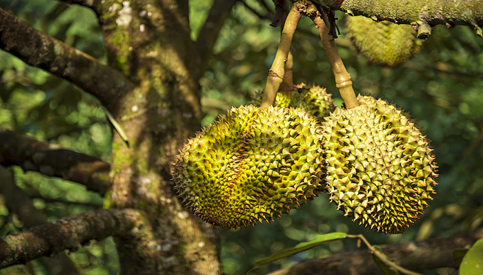 越南榴莲火了,对华果蔬出口超越智利跃居第二