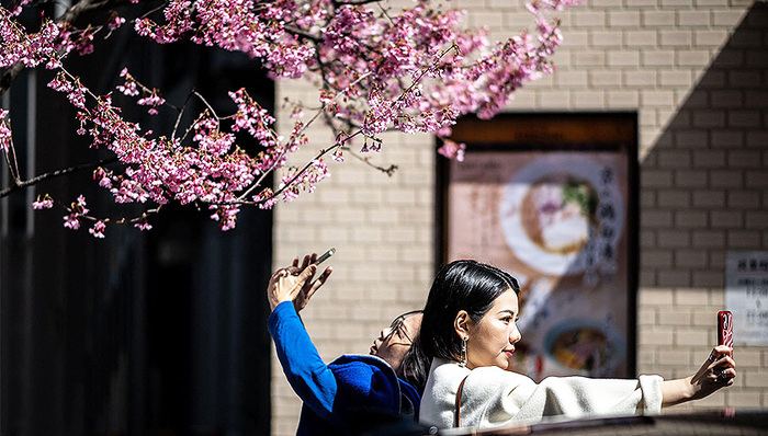 華盛頓,日本,櫻花,櫻花季