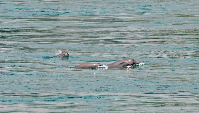 农业农村部:长江禁渔没结束,十年以内不要找各种理由想“开禁”