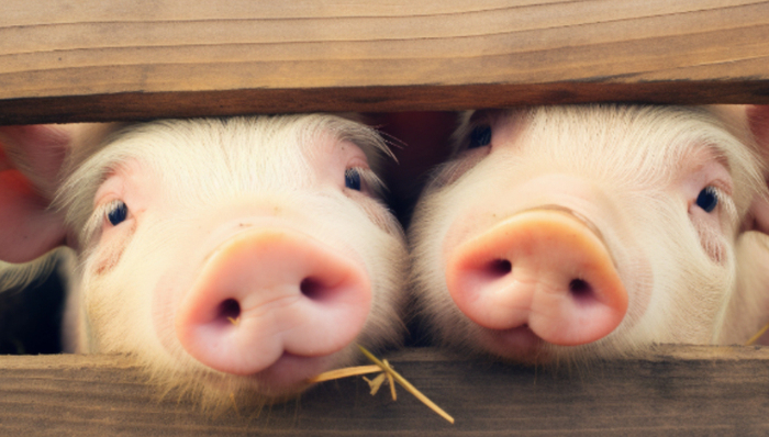 半年報,豬肉價格,虧損,