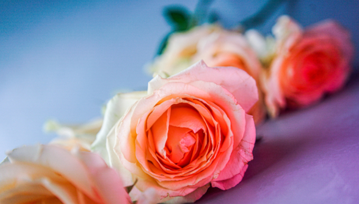 花加,鮮花電商,破產(chǎn)清算,