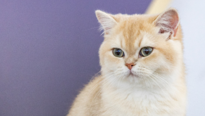 年輕人,寵物經(jīng)濟(jì),消費(fèi)趨勢,