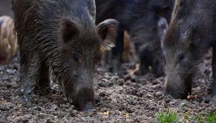 【深度】人猪鏖战紫金山,何以发生?