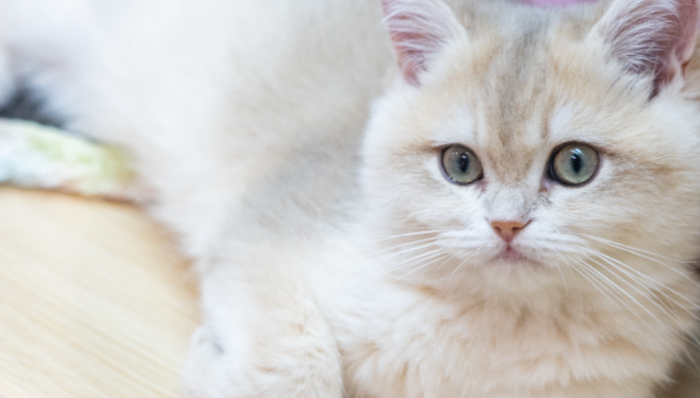 寵物疫苗,國(guó)產(chǎn)品牌,