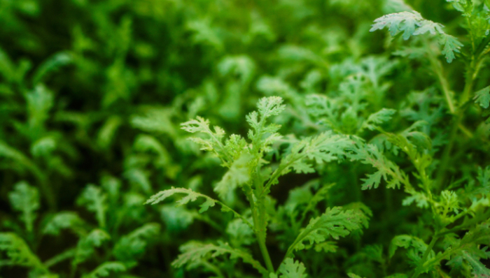 挖野菜,社交方式,潮流,年輕人,
