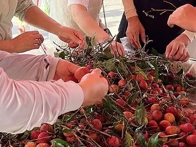 荔枝價(jià)格跳水，如何破解“豐產(chǎn)不豐收”？