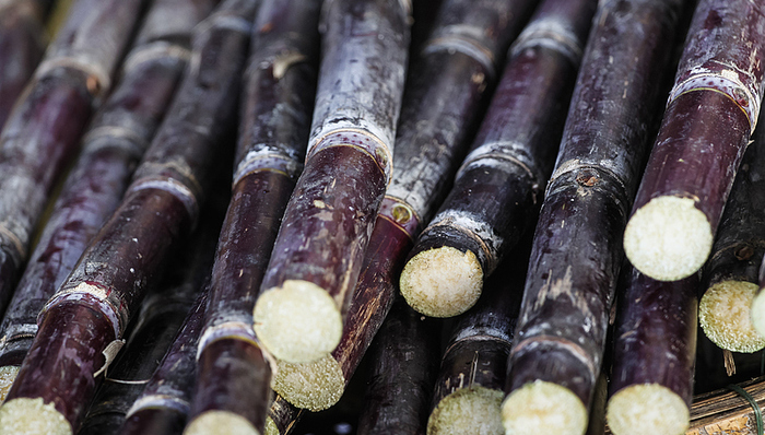 可口可樂要換掉玉米糖漿配方？佛羅里達“甘蔗大王”或成受益者