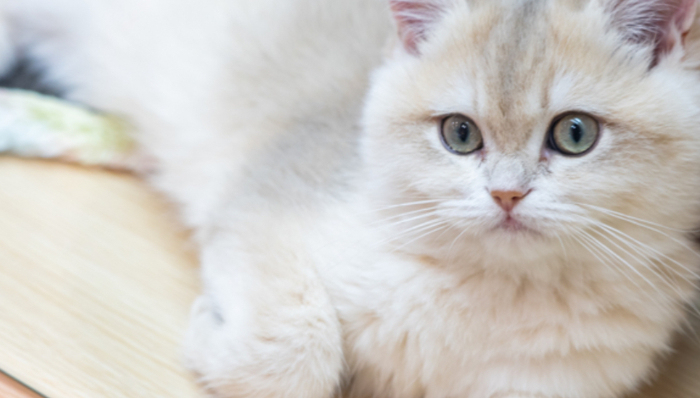 得利斯,寵物,金褐色,煌上煌