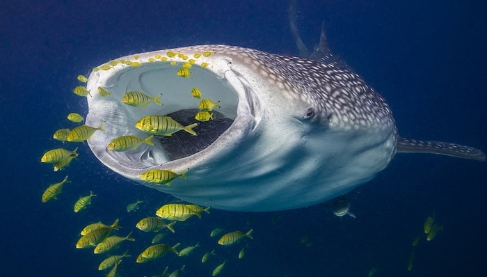 財說｜連續(xù)并購后遺癥，華潤醫(yī)藥增收不增利