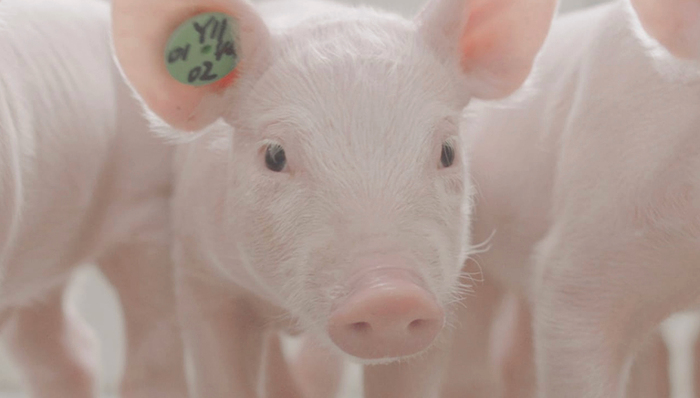 “猪王”“肉王”争锋，牧原双汇互抢地盘