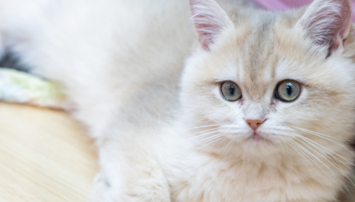 華東醫(yī)藥,寵物經(jīng)濟(jì),