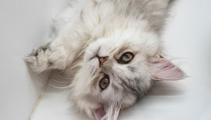 寵物保險(xiǎn),險(xiǎn)企,