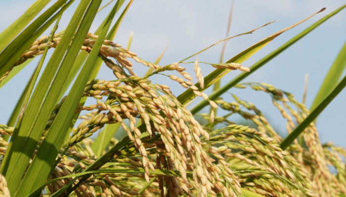 財說|荃銀高科“種糧一體化”外衣下的資本疑云