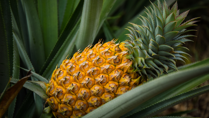 水果巨头;海南凤梨